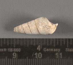 Gastropod shell pendant