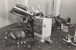 Frog (or Toad) Sitting on Apparatus
