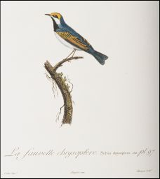 La Fauvette chrysoptère. Sylvia chrysoptera. Lath. pl. 97: Pretre Pinxt.: Langlois imp.: Bouquet sculpt.
