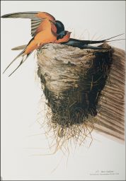 Barn Swallow.: Passeriformes Hirundinidae, Hirundo rustica, 277.