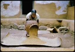 Householder drying unhusked rice in courtyard