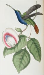 Trochilus falcatus: Sickle-winged Humming Bird