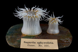 Actinothoe sphyrodeta