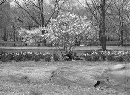 Tree and daffodils, Central Park