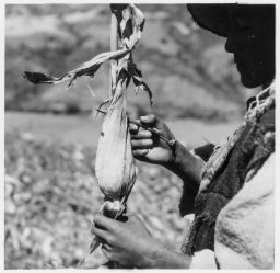 Husking maize Despanque del maiz