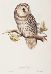 Tengmalm's Owl.: Strix tengmalmi: (Gmel:): Noctua tengmalmi: (Selb:): E. Lear del et lith:: printed by C. Hullmandel.