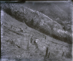 Woman setting out tobacco along the swidden-cleared edge of a mountain 