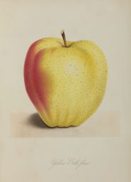 Yellow Belle fleur (Belle-Fleur) apple
