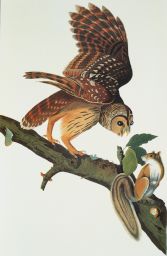 Barred Owl, male adult.: Strix nebulosa, Grey Squirrel, Scurius cinereus. Plate 46