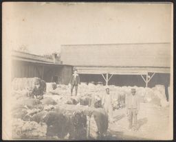 Men standing and sitting on cotton bails.