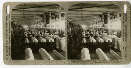 No. 3. Lapper machines, White Oak Cotton Mills, Greensboro, North Carolina