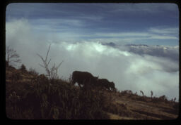yak chardai gareko ra badalale dhakeko himalko drisya (याक चर्दै गरेको र बादलले हिमाल ढाकेको दृश्य / Grazing Yaks and Cloud Covered Mountains in a Distance)