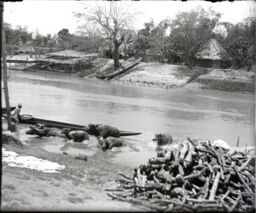 Carabaos taking siesta across duck farms from Pasig River