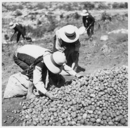 Mounding harvested potatoes in the field Papas