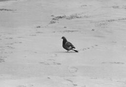 Pigeon, Atlantic City