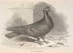 English Barb pigeon.