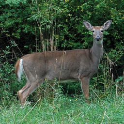 White-tailed deer mandible