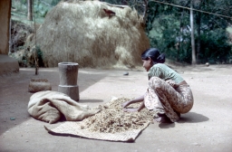 Householder spreading millet to dry