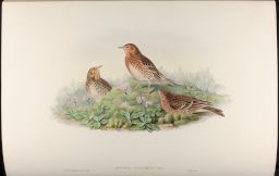 Vol. 4, Plate 66: Anthus cervinus (Red Throated Pipet)