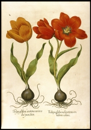 Tulipa globosa serotina. . .[Tulips] (from Besler, Hortus)