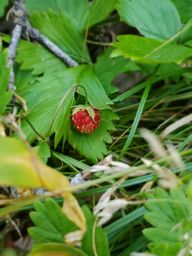 Strawberry seed