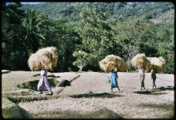 Householders carrying paddy straw from fields to dwellings