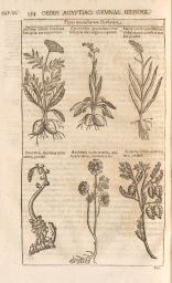 Oedipus Aegyptiacus: Hieroglyphic plants