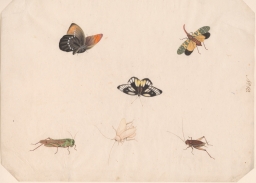 Early Chinese export watercolors No.19 depicting butterflies, crickets and grasshoppers