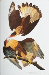 Crested Caracara [Brasilian Caracara Eagle]: Falconiformes Falconidae, Caracara cheriway, 111.
