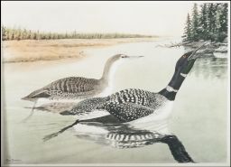 Common Loon: Gavia immer: 1/3 natural size: (left) adult: winter: (right) adult: spring