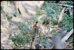 Sri Lanka paradise flycatcher