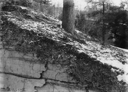 Work of roots in shale -- Fall Creek gorge, Ithaca, NY [J.O.] Martin