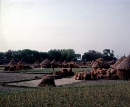 Countryside Near Bodh Gaya