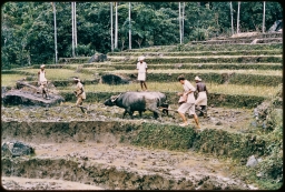 Householders tilling paddy terraces