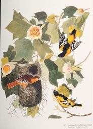 Northern Oriole [Baltimore Oriole]: Passeriformes Icteridae, Icterus galbula, 387.