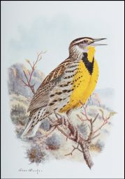 Western Meadowlark: about 1/2 life size