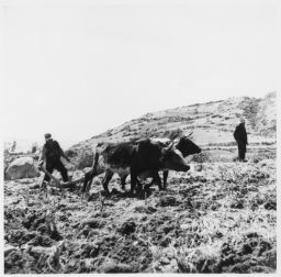 Plowing with ox-drawn plow Arando