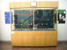 Blaschka Marine Ivertebrate Collection