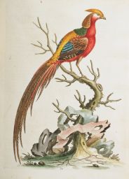 Painted Pheasant