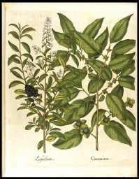 I. Guaiacana. II. Ligustrum (from Besler, Hortus)