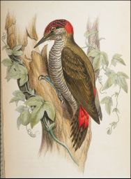 Chrysoptilus kirkii - Malh.: Novr. 1847.