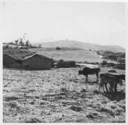 Cattle graze grain field