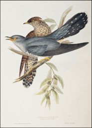 Common Cuckoo: Cuculus canorus: (Linn.): drawn from Nature & on stone by J.& E. Gould.: printed by C. Hullmandel