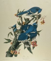 Blue Jay.: Corvus cristatus.: Male 1. Female 2. 3.: Drawn from nature by J. J. Audubon, F.R.S., F.L.S.: Engraved, printed, and colored by R. Havell.