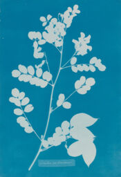 Colutea arborescens, from Cyanotypes of British and Foreign Flowering Plants and Ferns