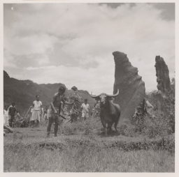 Celebes (Indonesia). Douwes Dekker Photograph of Death Rituals