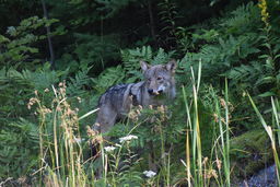 Gray wolf sesamoid