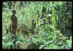 Khetalaharu kodo ropadai (खेतालाहरु कोदो रोप्दै / Workers Planting Millet)