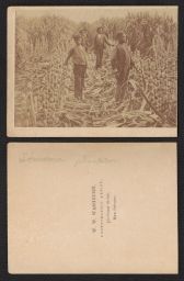 Slave boys working in sugar cane field, Louisianna plantation