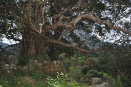 Bo tree on former site of shrine